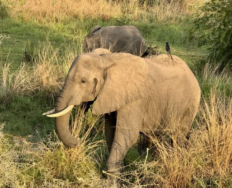 4 Days Kidepo and Bwindi Flying Safari
