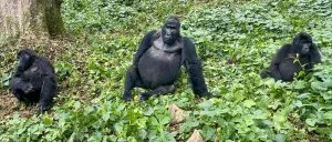 Compare gorilla permits in Uganda and Rwanda