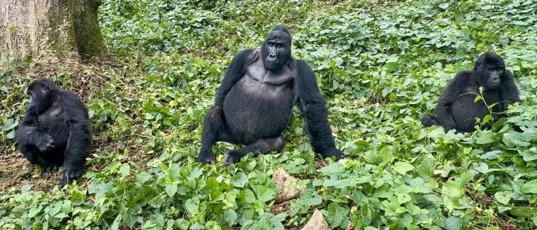 Compare gorilla permits in Uganda and Rwanda