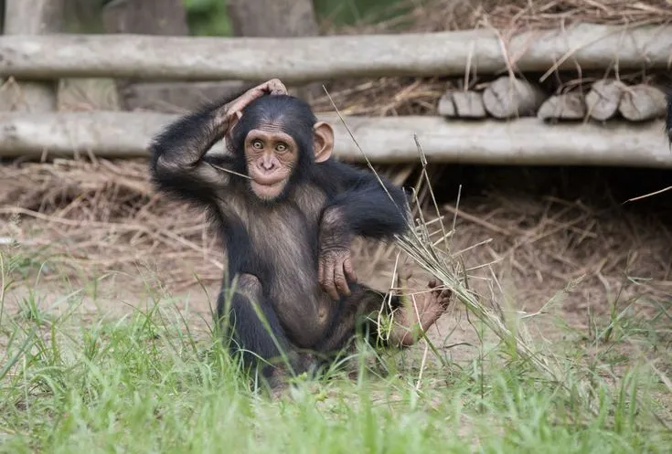 Lwiro Chimpanzee Sanctuary