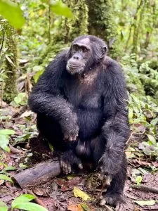 Ngogo Chimpanzee Sector in Kibale