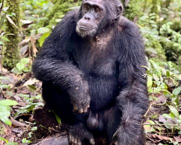 Ngogo Chimpanzee Sector in Kibale