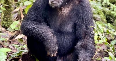 Ngogo Chimpanzee Sector in Kibale