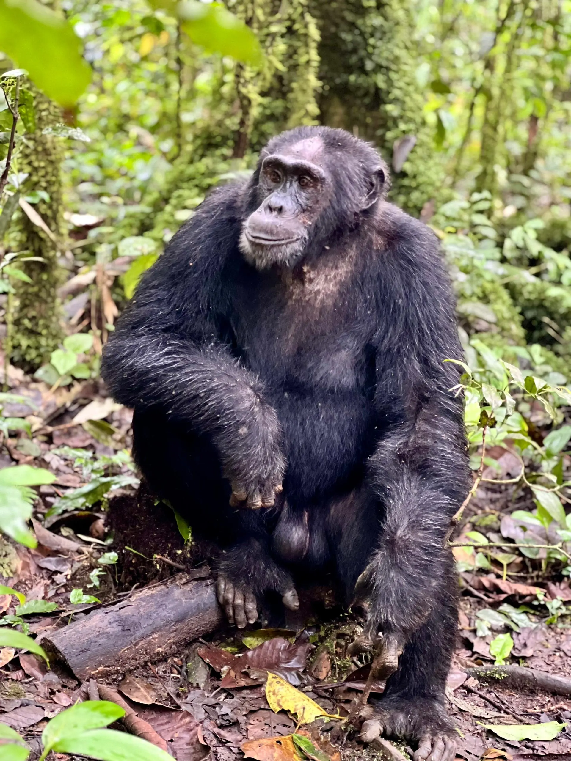 Ngogo Chimpanzee Sector in Kibale
