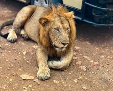 6 Days Uganda gorillas and tree-climbing lions safari