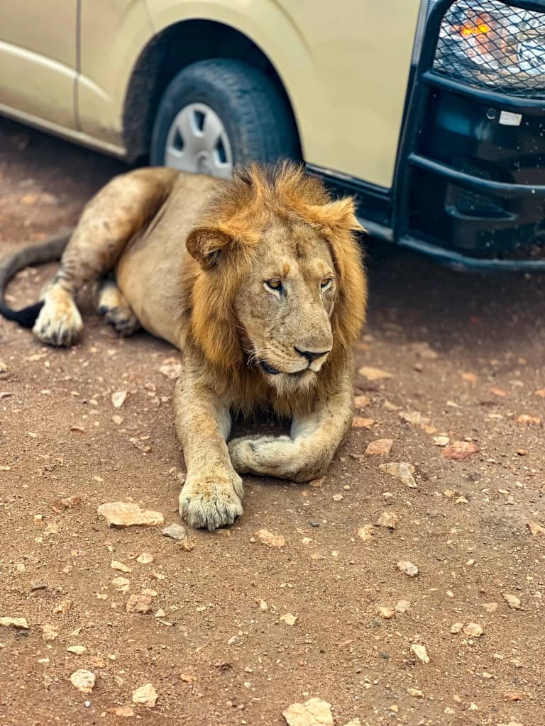 6 Days Uganda Gorillas and Tree-climbing Lions Safari