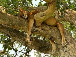 Gorillas and Tree-climbing Lions