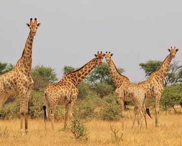 4 Days Ziwa and Kidepo National Park Safari