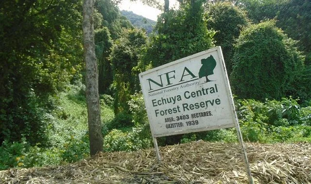 Echuya Forest Reserve in Uganda
