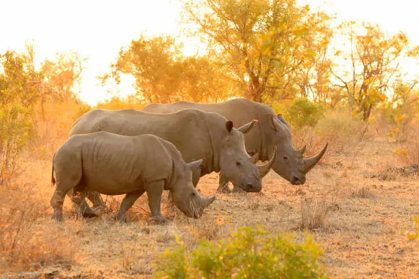 Endangered Animals in Uganda