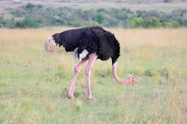 Game Drive in Pian Upe Reserve
