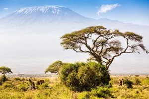 Gorilla Trekking and Kilimanjaro Hiking