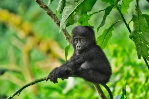 Mountain Gorillas in Uganda and Lowland Gorillas in Congo
