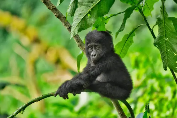 Mountain Gorillas in Uganda and Lowland Gorillas in Congo