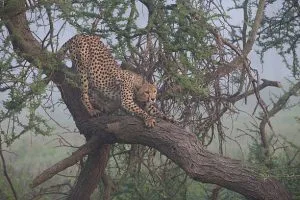 Reasons why your next safari should be in Uganda