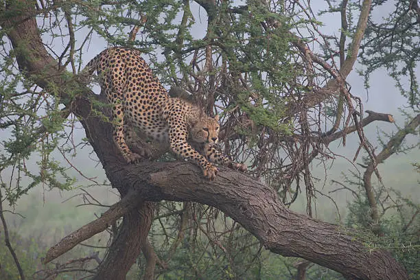 Reasons why your next safari should be in Uganda