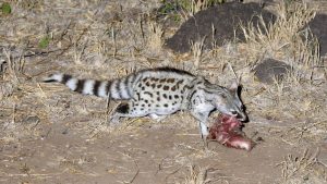 Spotted Genets in East Africa
