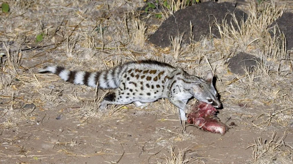 Spotted Genets in East Africa