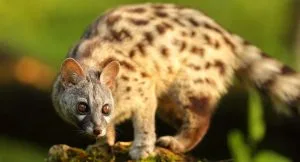 Spotted Genets in East Africa