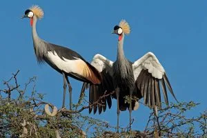 Uganda Bird Checklist