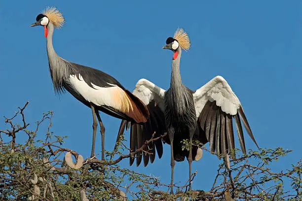 Uganda Bird Checklist