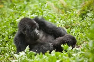 Uganda gorilla trekking from Japan