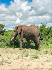 Book a Sustainable Safari in Uganda
