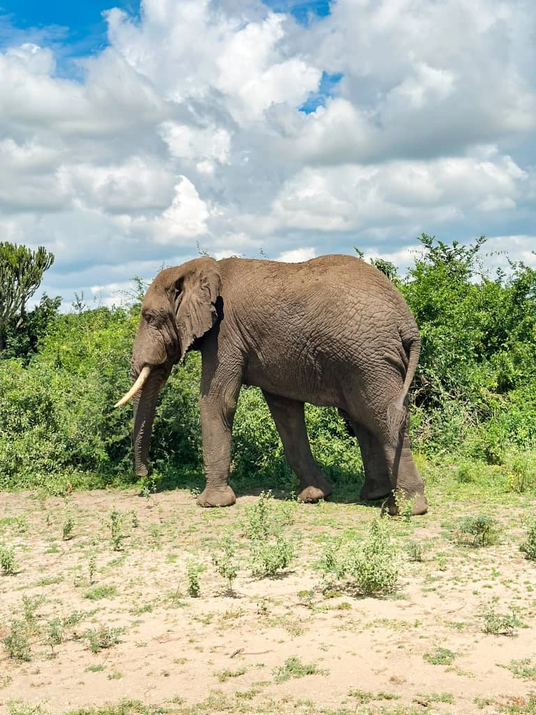Book a Sustainable Safari in Uganda