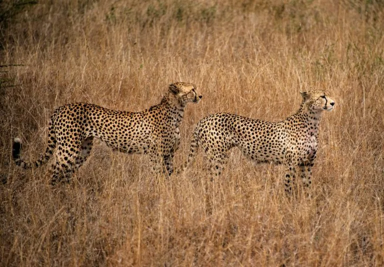 Valentine’s Day on a Tanzania Safari