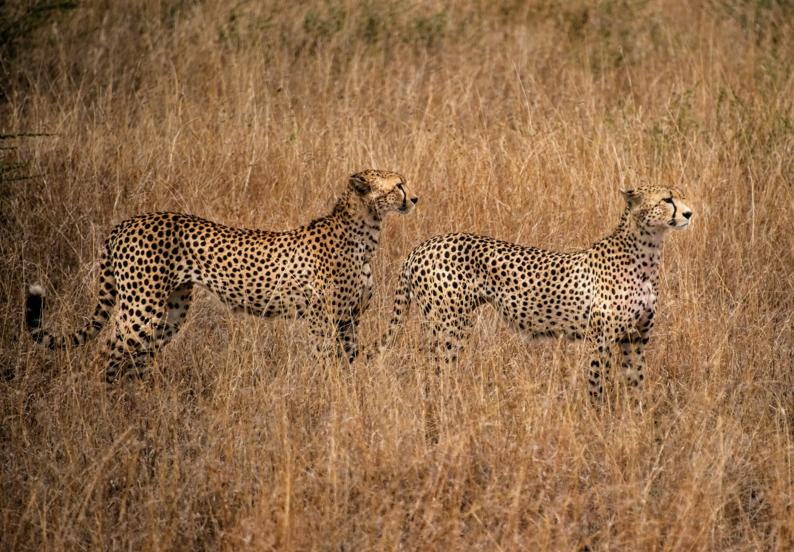Valentine’s Day on a Tanzania Safari