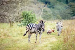 14 Days Rwanda Safari