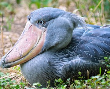 6 Days Monkeys and Shoebill Tour in Uganda