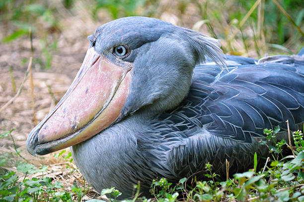6 Days Monkeys and Shoebill Tour in Uganda