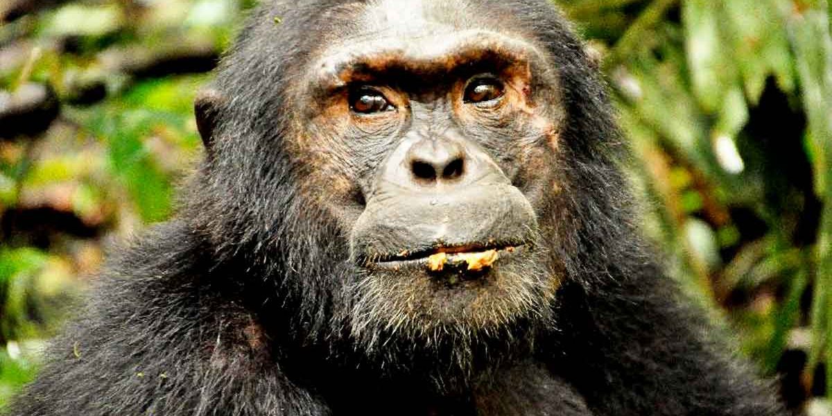 Chimps of Kyambura Gorge Queen Elizabeth National Park
