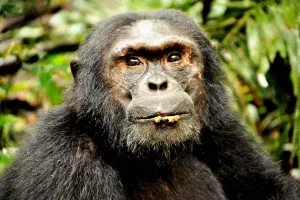 Chimps of Kyambura Gorge Queen Elizabeth National Park