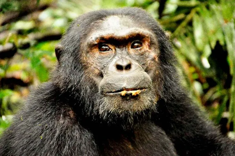 Chimps of Kyambura Gorge Queen Elizabeth National Park