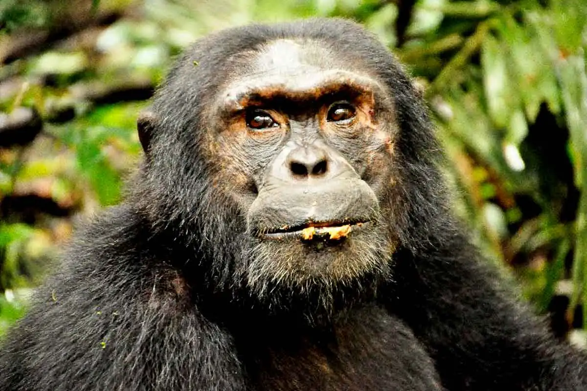 Chimps of Kyambura Gorge Queen Elizabeth National Park
