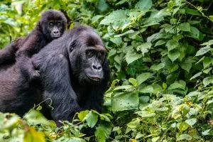 Rwanda Gorilla Trekking and Visit the Dian Fossey Museum