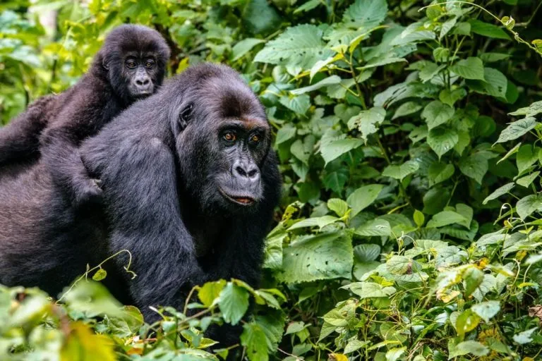 Rwanda Gorilla Trekking and Visit the Dian Fossey Museum