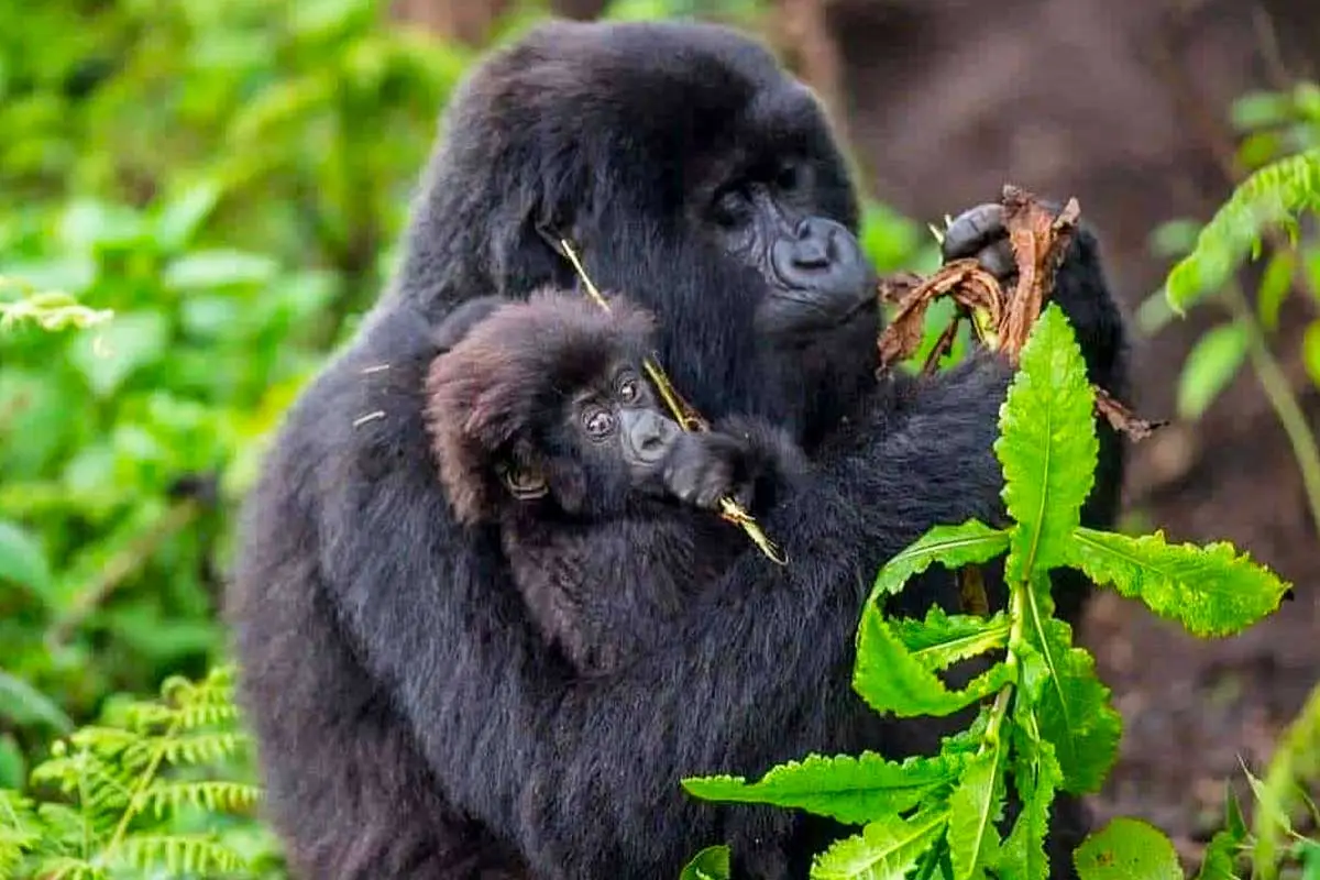 Rwanda gorilla trekking