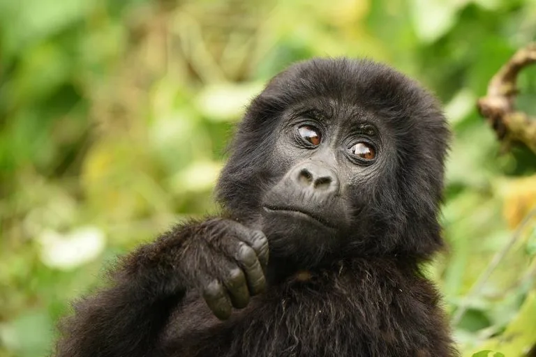 Rwanda gorilla trekking in July