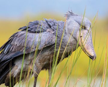 Shoebill stork at Mabamba spotted on 10 Days Shoebill Gorillas and Chimpanzee Safari