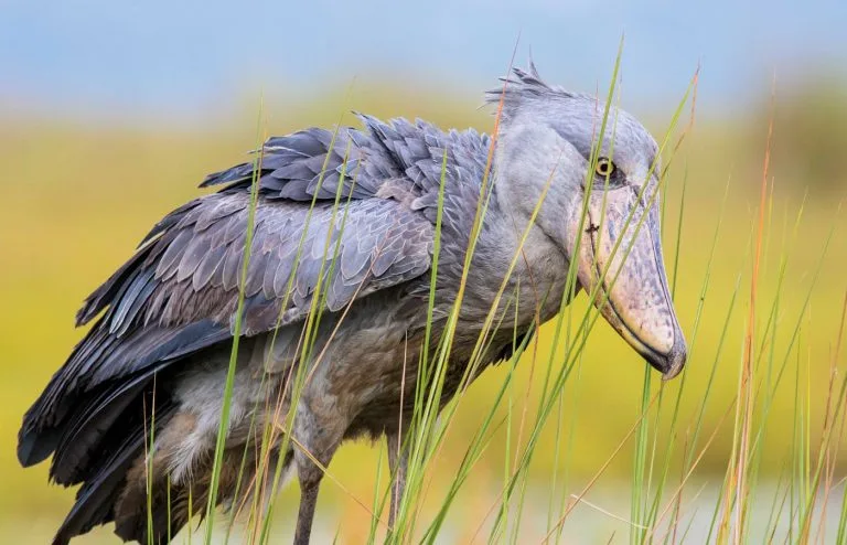 10 Days Shoebill Gorillas and Chimpanzee Safari