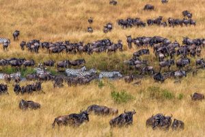 Top 10 Safari Destinations in East Africa
