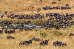 Top 10 Safari Destinations in East Africa