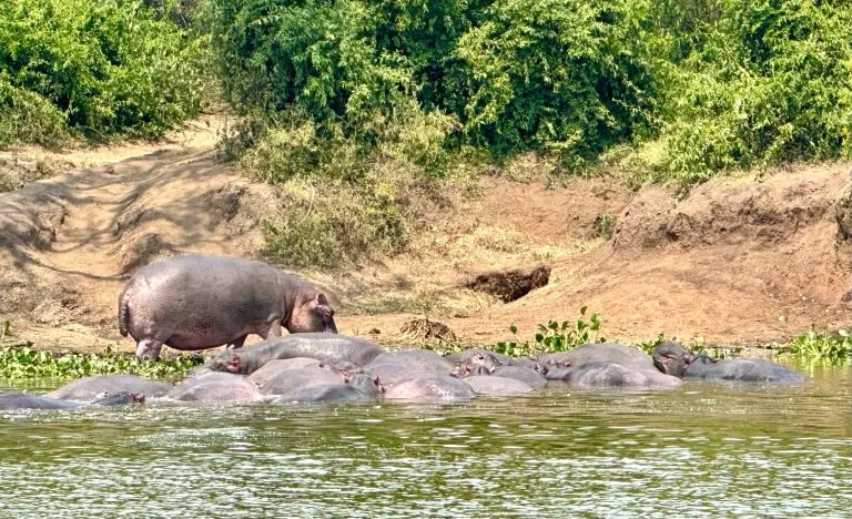 Compare Nile Boat Cruise with Kazinga Channel Boat Trip