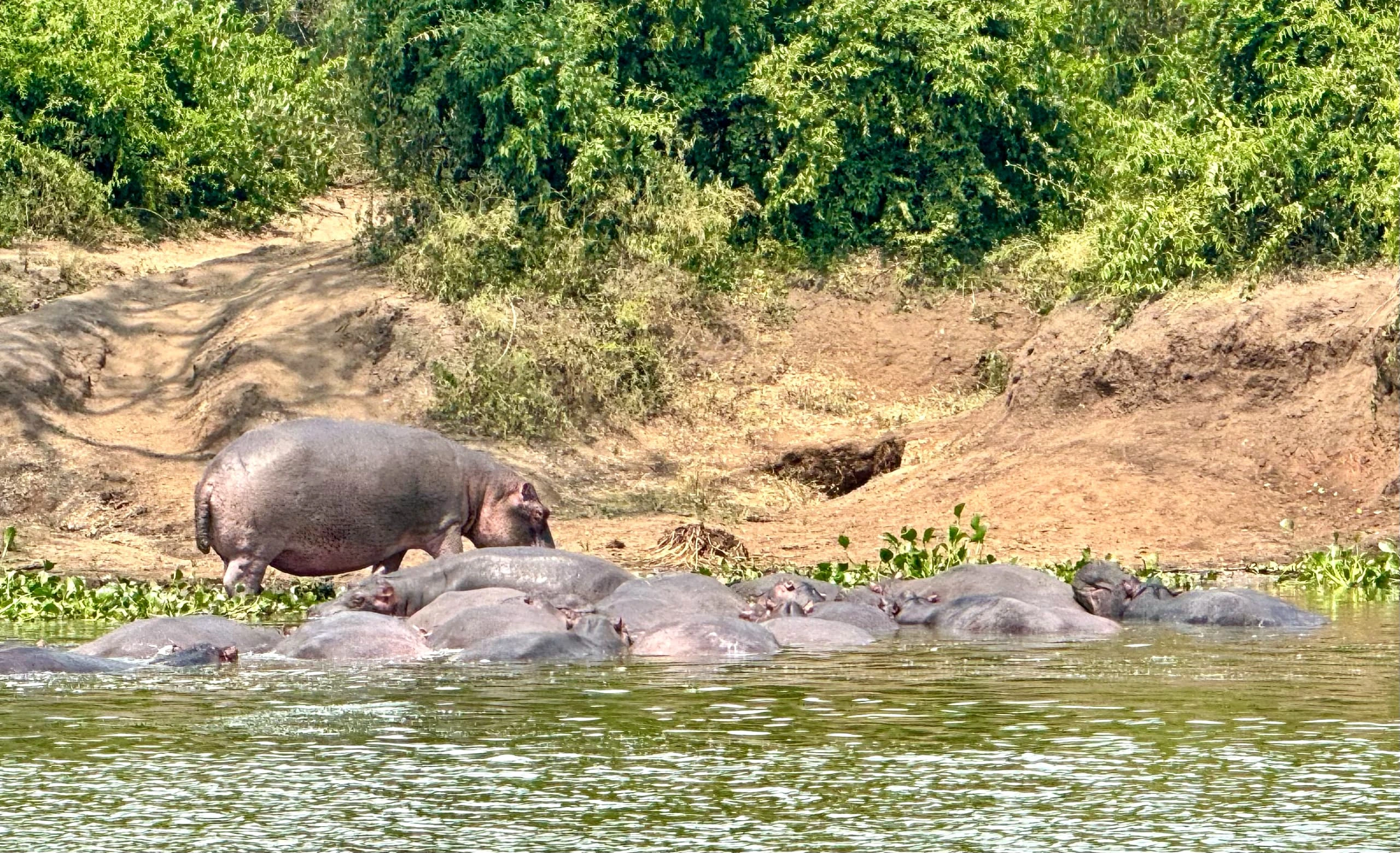 Compare Nile Boat Cruise with Kazinga Channel Boat Trip