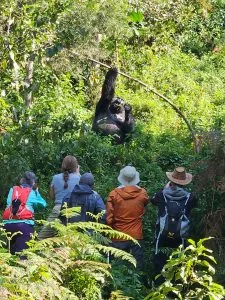 Tourists Encountering a Gorilla Silverback