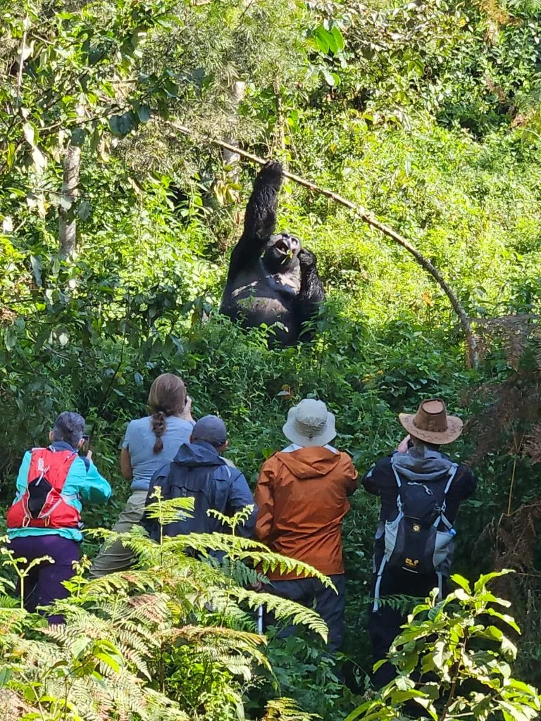 Tourists Encountering a Gorilla Silverback