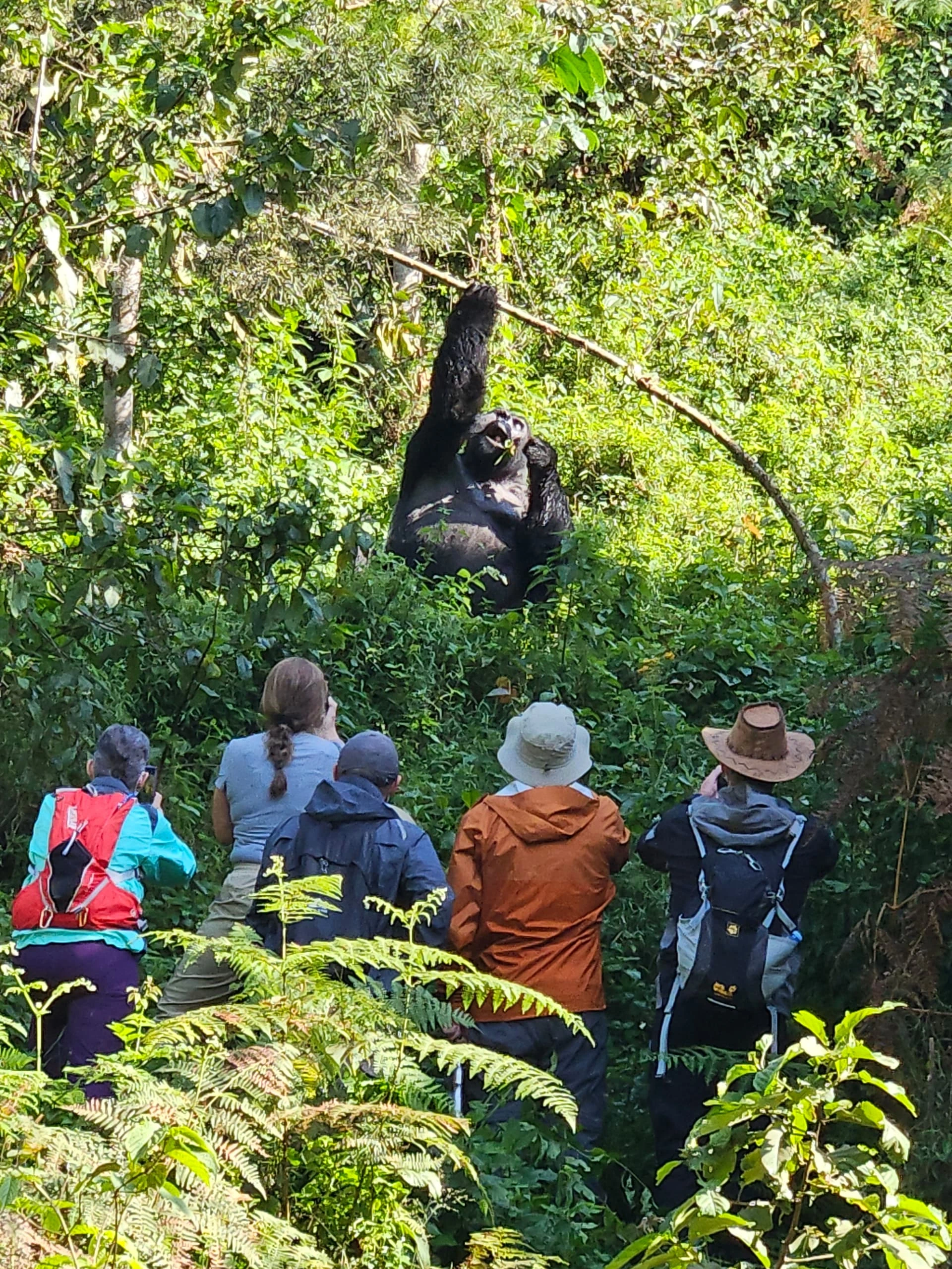 Tourists Encountering a Gorilla Silverback